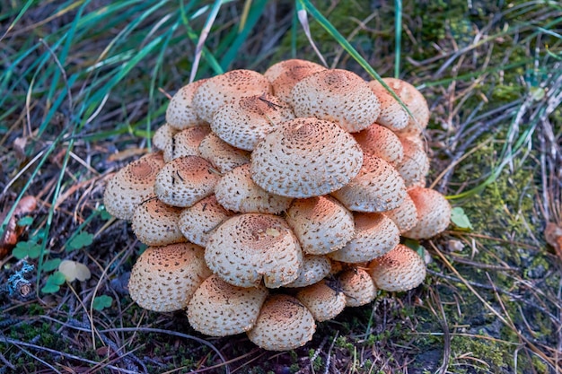 Foto pholiota squarrosa es una especie de hongo de las strophariaceae f