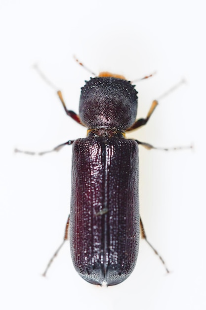 Phonapate uncinata, es una especie de escarabajo de la familia Bostrichidae