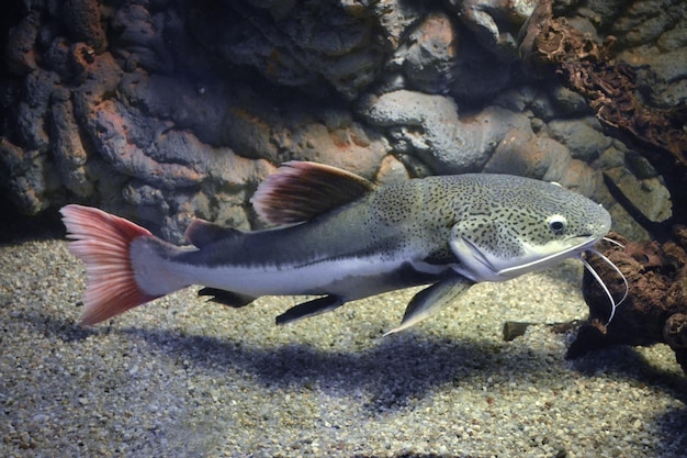 Phractocephalus hemioliopterus grau gefleckter Rotschwanzwels