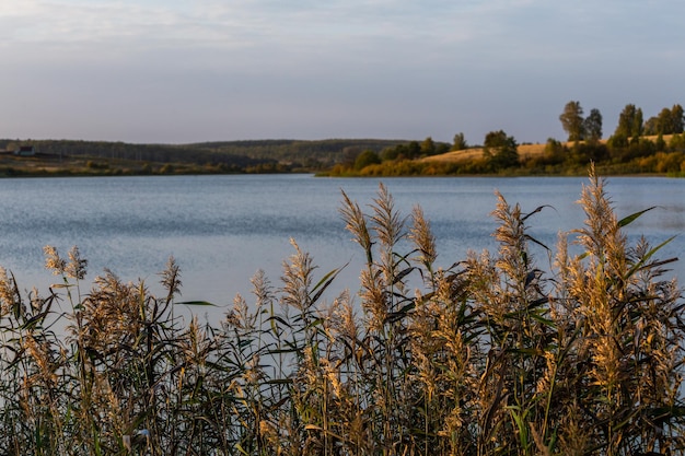 Phragmites australis arvoredos densos de junco comuns no cenário do lago diurno no fundo desfocado