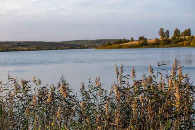 Phragmites australis gemeines Schilfdichtes Dickicht in der Tageslicht-Seelandschaft im verschwommenen Hintergrund