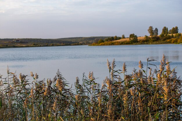 Phragmites australis matorrales densos de caña común en el paisaje del lago a la luz del día en el fondo borroso