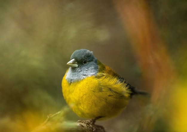 Phrygilus patagonicus, patagonischer Sierra-Finkenvogel, Nationalpark Torres del Paine, Chile