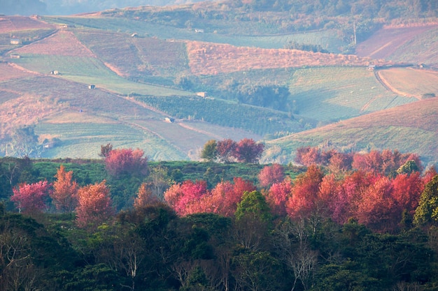 Phu Lom Lo