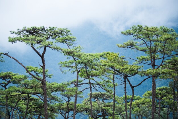 Foto phu soi dao