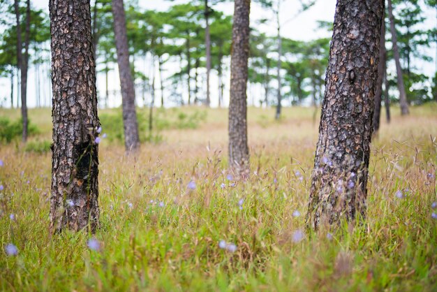 Foto phu soi dao