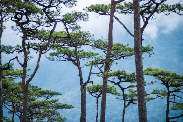 Foto phu soi dao