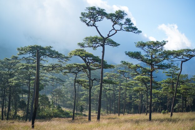 Phu soi dao