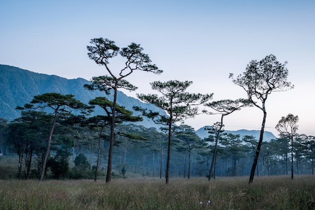 Phu soi dao