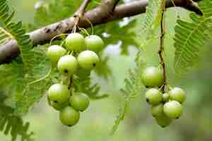 Foto phyllanthus emblica emblic ou amla em frutas ayurvédicas são usados como um componente comum