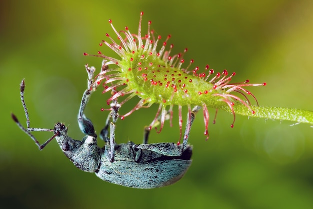 Phyllobius-Wanze auf der gefährlichen insektenfressenden Drosera madagascariensis-Pflanze