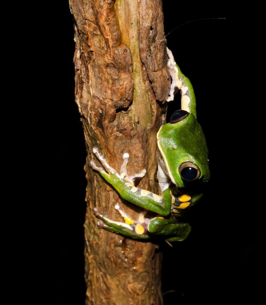 Phyllomedusa burmeisteri