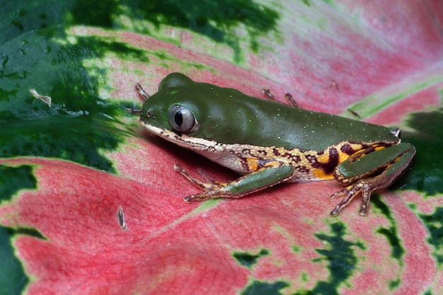 Phyllomedusa hypochondrialis klettert auf Ast