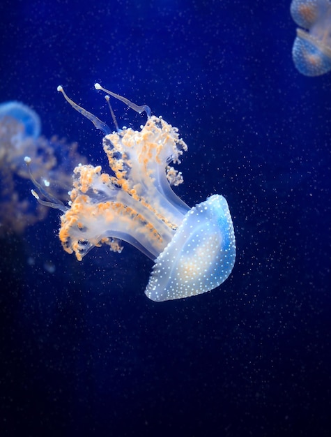 Phyllorhiza punctata La medusa sobre fondo azul oscuro