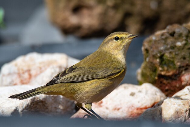 phylloscopus collybita colocado para beber agua