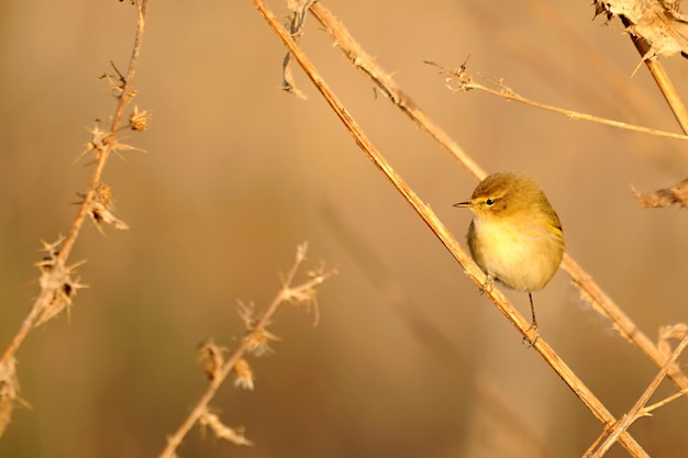 Phylloscopus collybita - Das gemeine Moskitonetz ist eine Singvogelart aus der Familie der Phylloscopidae