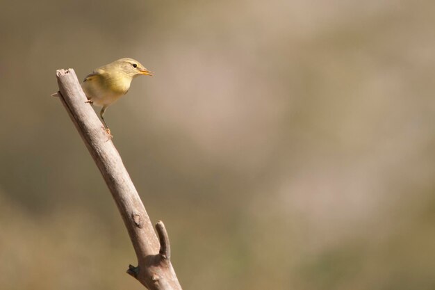 Phylloscopus collybita - Das gewöhnliche Moskitonetz ist eine Sperlingsvogelart in der Phylloscopida