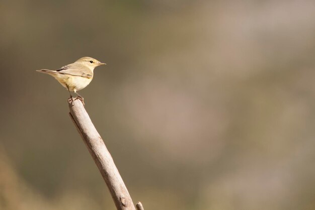 Phylloscopus collybita - El mosquitero común es una especie de ave paseriforme de la Phylloscopida