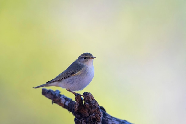 Foto phylloscopus ibericus cordoba (españa) (en sus siglas en inglés)