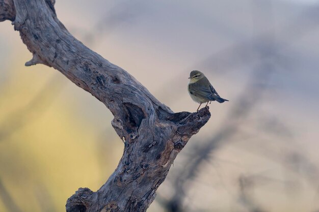 Phylloscopus ibericus Cordoba (España) (en sus siglas en inglés)