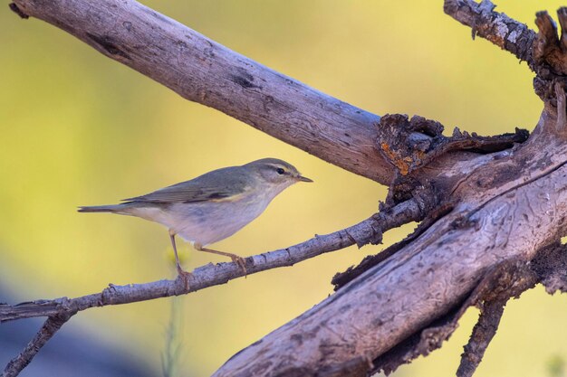 Phylloscopus ibericus Cordoba (España) (en sus siglas en inglés)