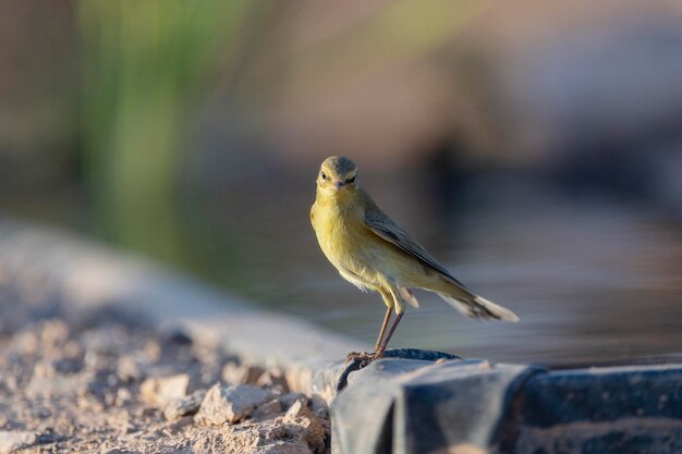 Phylloscopus ibericus Malaga, España (en sus siglas en inglés)