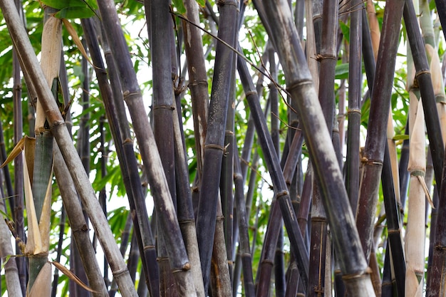 Phyllostachys nigra Schwarzer Bambus im Garten