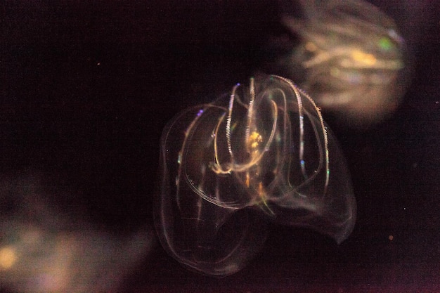 Foto el phylum ctenophora no tiene células punzantes y tiene un sistema reproductivo más simple