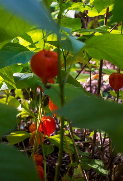 Physalis alkekengi lanternas laranja de physalis alkekengi entre folhas verdes