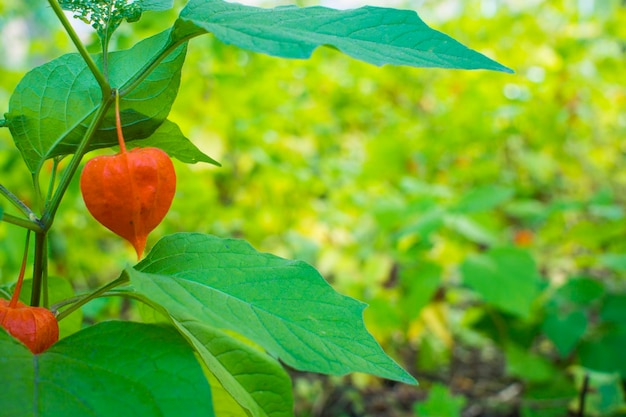 Physalis alkekengi Orangenlaternen von Physalis alkekengi zwischen grünen Blättern