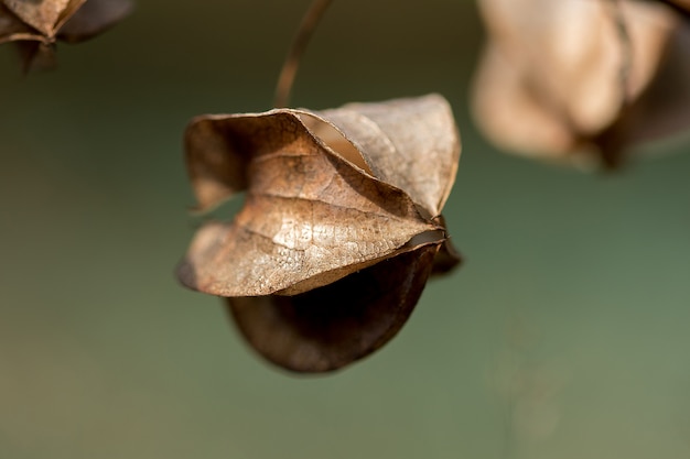 Physalis angulata é seco, outro tipo de erva tailandesa que é encontrado ao longo do caminho.