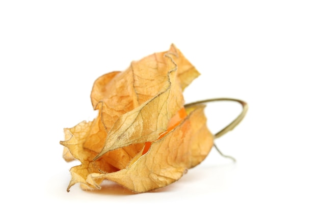 Physalis en blanco