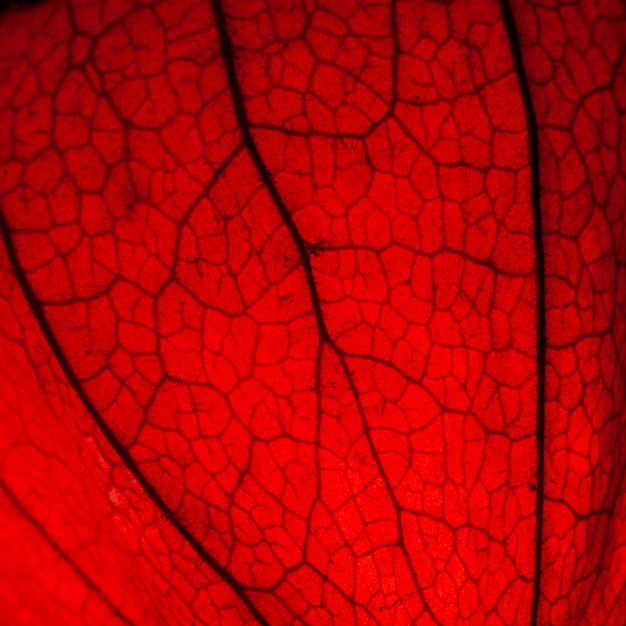 Foto physalis cerca de un fondo de patrón distintivo