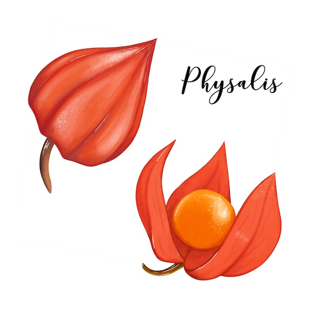 Physalis Clipart Aquarell Herbstpflanzen Physalis Nahaufnahme