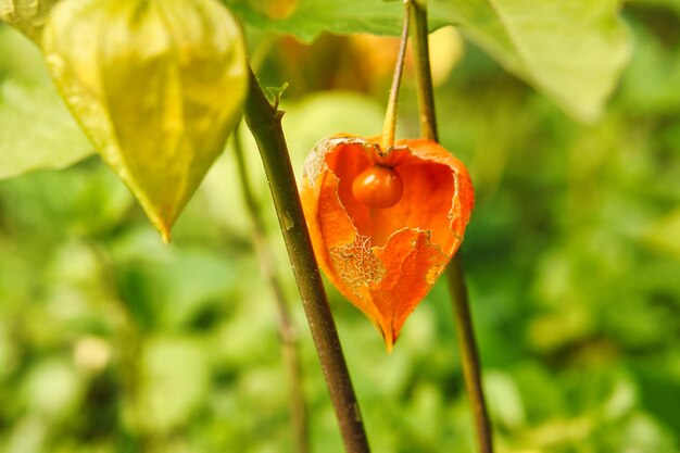 Physalis com vista de pele aberta de frutas dentro de frutas ricas em vitaminas do jardim