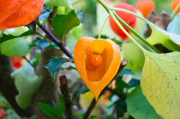 Physalis com vista de pele aberta de frutas dentro de frutas ricas em vitaminas do jardim