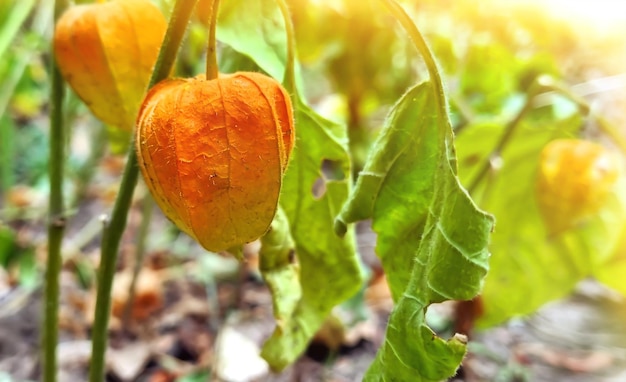 Physalis crece en un arbusto y está iluminado por el sol en la calle.