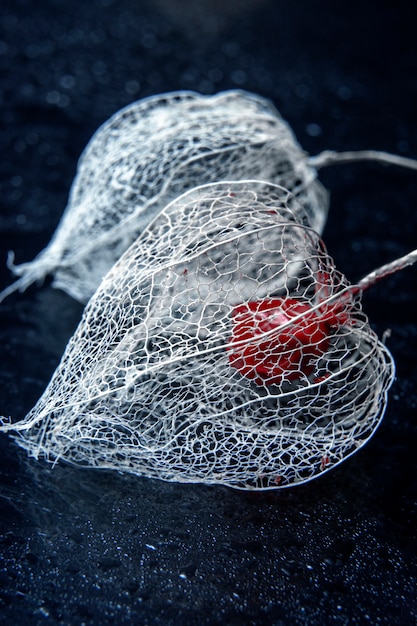 Physalis / Duas flores de esqueleto de prata / flor de lanterna chinesa (Physalis alkekengi)