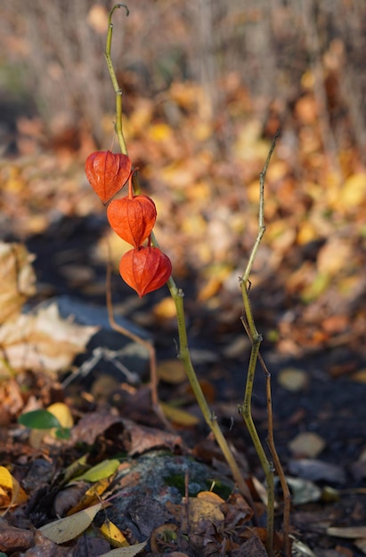 physalis em um galho