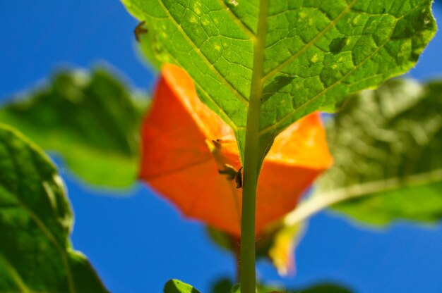 Physalis grosella espinosa cuelga del arbusto Fruta naranja con hojas verdes
