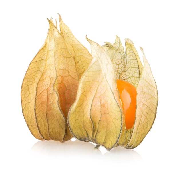 Physalis madura aislado sobre fondo blanco.