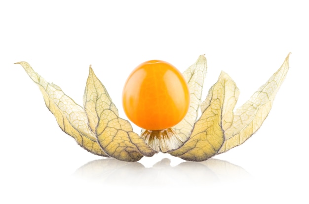 Physalis madura isolada em fundo branco