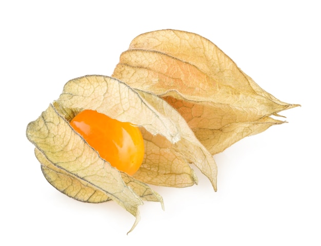 Physalis madura isolada em fundo branco