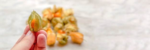 Physalis na mão. Na palma da sua mão estão doces bagas amarelas de Physalis. Frutos maduros de physalis ficam em segundo plano. Lugar para o seu texto. Banner grande.