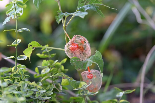 Physalis na natureza no mato