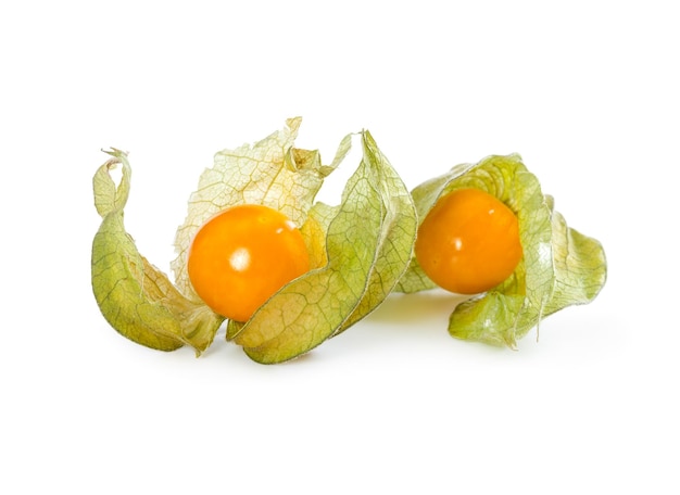 Physalis peruviana cape groselha isolada no fundo branco
