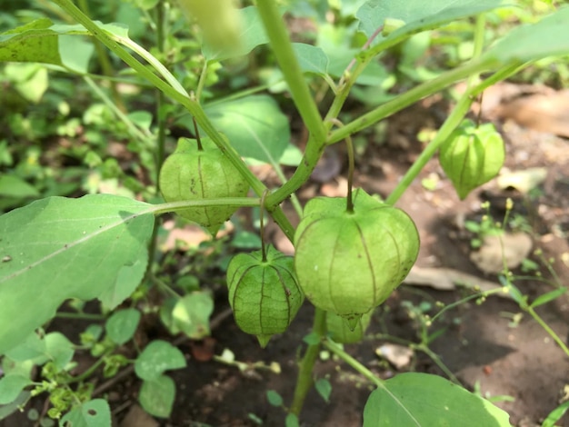 Physalis-Pflanzen, die im Garten wachsen, die noch roh sind