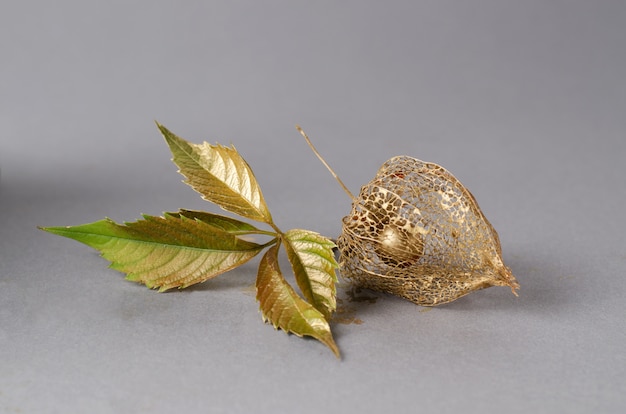 Physalis-Skelett in Gold lackiert.