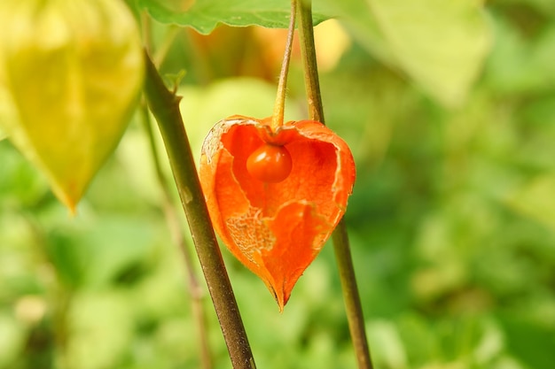 Physalis con vista de piel abierta de la fruta dentro Fruta rica en vitamina del jardín