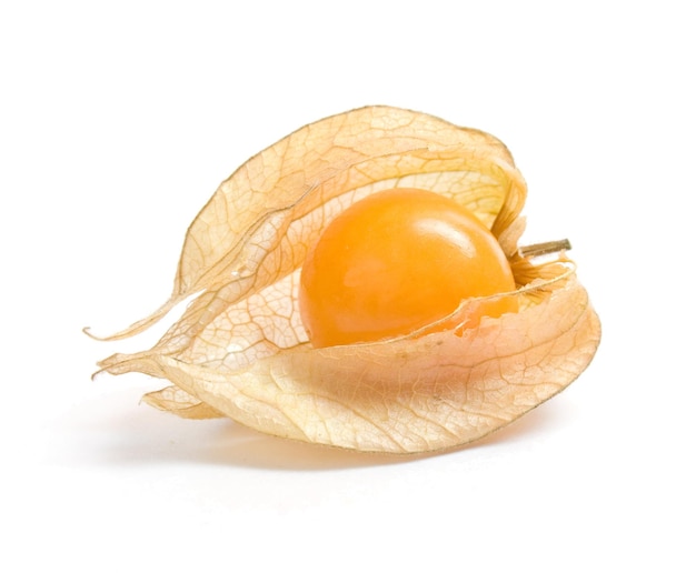 Physalis